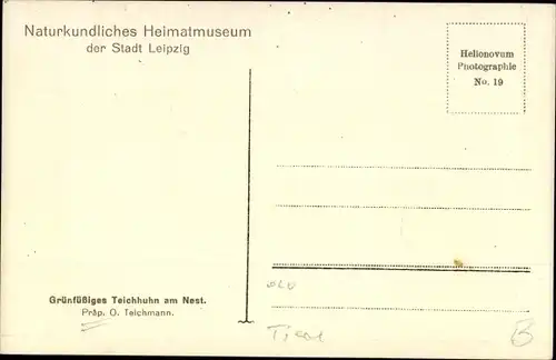 Ak Naturkundliche Heimatmuseum der Stadt Leipzig, Grünfüßiges Teichhuhn am Nest