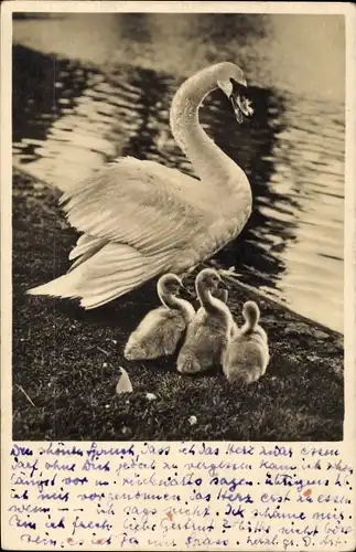 Foto Ak Schwan mit Jungtieren