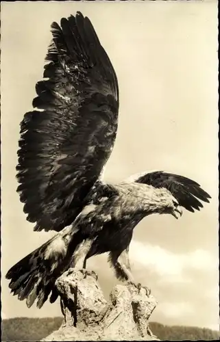 Ak Adler, König der Lüfte