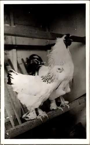 Foto Ak Hühner im Hühnerstall, Rassahuhn