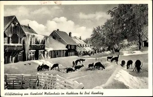 Ak Bad Harzburg am Harz, Wildfütterung am Harzhotel Molkenhaus, Winter
