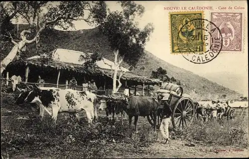 Ak Neukaledonien, Case de Colon, Kühe, Bauernhof