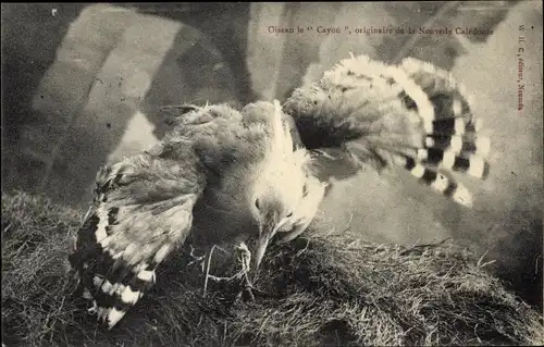Ak Oiseau le Cayou, originaire de la Nouvelle Caledonie, Vogel, Vogelnest