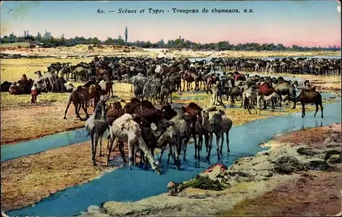Ak Scenes et Types, Troupeau de chameaux