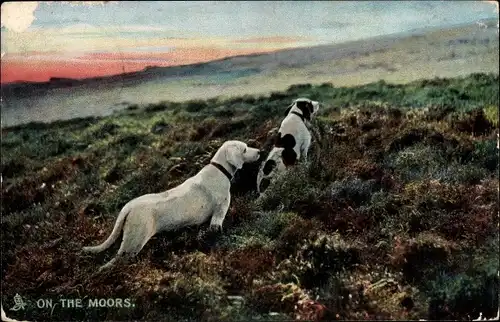 Ak On the Moors, Hunde