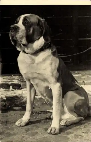 Foto Ak Hund, Tierportrait