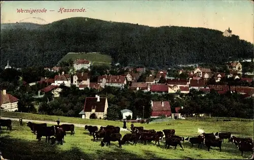 Ak Hasserode Wernigerode am Harz, Panorama von der Ortschaft, Rinder