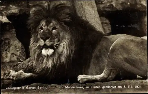 Ak Zoologischer Garten Berlin, Mähnenlöwe, gezüchtet am 3. März 1924