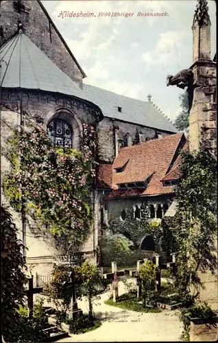 Ak Hildesheim in Niedersachsen, 1000jähriger Rosenstock am Dom