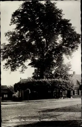 Ak Nuenen Nordbrabant, De eeuwenoude Lindeboom