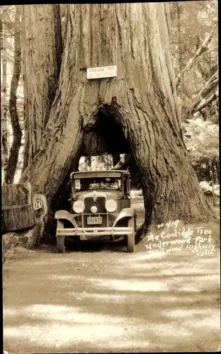 Foto Ak Kalifornien USA, Underwood Park, The Coolidge Tree