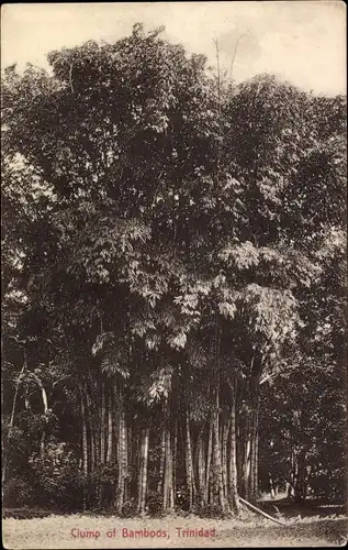 Ak Trinidad & Tobago, Clump of Bamboos