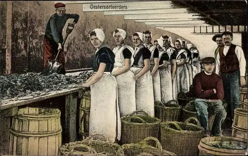 Ak Ierseke Yerseke Reimerswaal Zeeland, Oestersorteerders, Austernsortierer