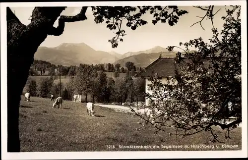 Ak Schwärzenbach Gmund am Tegernsee Oberbayern, Gasthaus, Hirschberg, Kämpen, Kühe