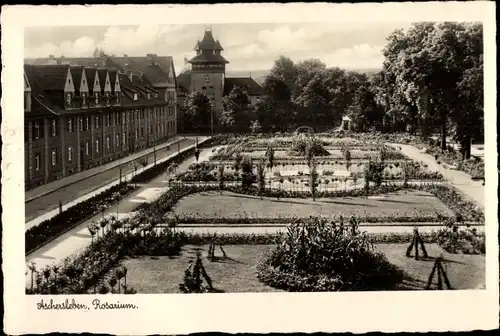 Ak Aschersleben im Salzlandkreis, Rosarium