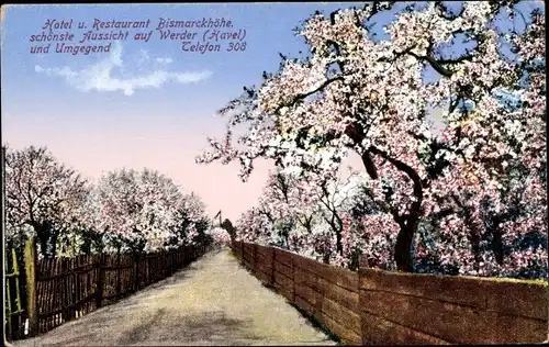 Ak Werder an der Havel, Hotel u. Restaurant Bismarckhöhe, Baumblüte