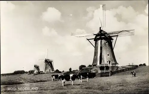 Ak Niederlande, Windmühlen, Rinder