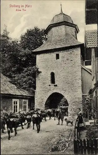 Ak Stolberg im Harz, Altes Tor, Kühe, Viehtrieb