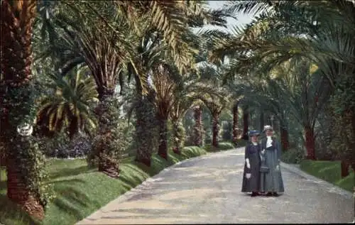 Ak Menton Alpes Maritimes, Une allee de Palmiers