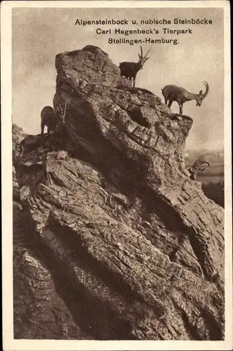 Ak Hamburg Eimsbüttel Stellingen, Carl Hagenbeck's Tierpark, Alpensteinbock, Nubische Steinböcke