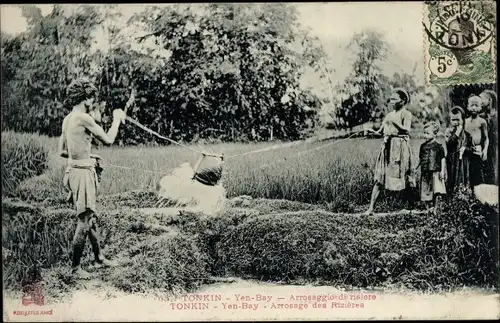 Ak Tonkin Vietnam, Yen Bay, Arrosage des Rizières
