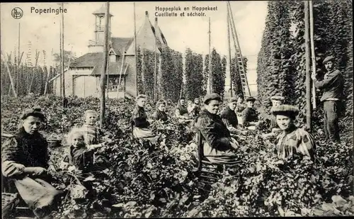 Ak Poperinghe Poperinge Westflandern, Hoppepluk en Hoppekeet, Hopfenpflücker