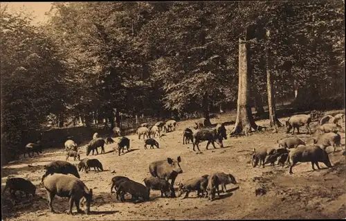 Ak Rohrbrunn Weibersbrunn im Spessart, Wildschweinfütterung