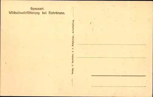 Ak Rohrbrunn Weibersbrunn im Spessart, Wildschweinfütterung