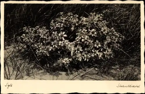 Ak Insel Sylt in Nordfriesland, Stranddiestel