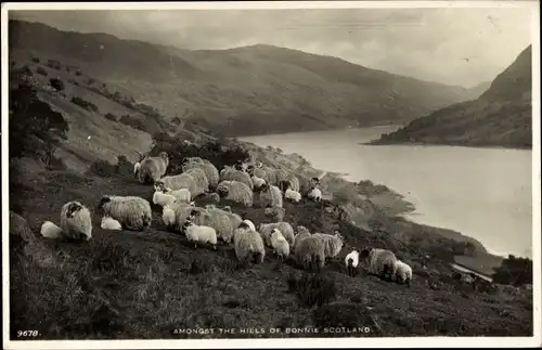 Ak Schottland, Landschaft mit Schafherde