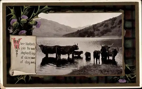 Passepartout Ak Rinder im Wasser, Distel, Where blackbirds join the...