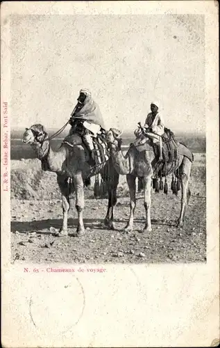 Ak Ägypten, Chameaux de voyage