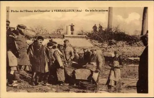 Ak Versailleux Ain, Peche de l'Etang de Chapelier, on trie le poisson