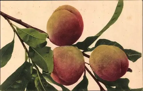 Ak Früchtestillleben, Pfirsiche