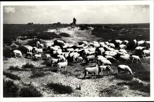 Ak Ruinen Drenthe Niederlande, De kudde Bij Ruinen, Schafherde