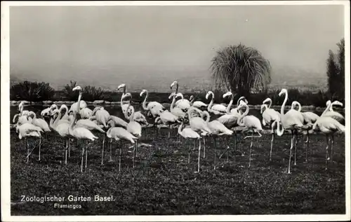 Ak Basel Bâle Stadt Schweiz, Zoologischer Garten, Flamingos