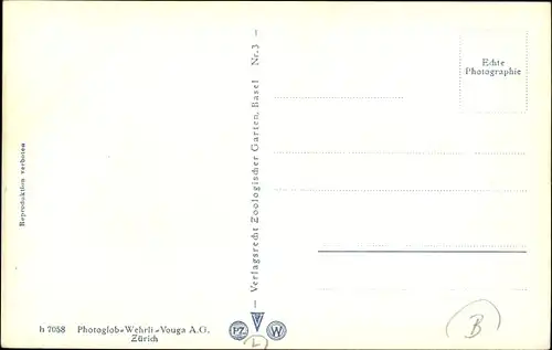 Ak Basel Bâle Stadt Schweiz, Zoologischer Garten, Flamingos