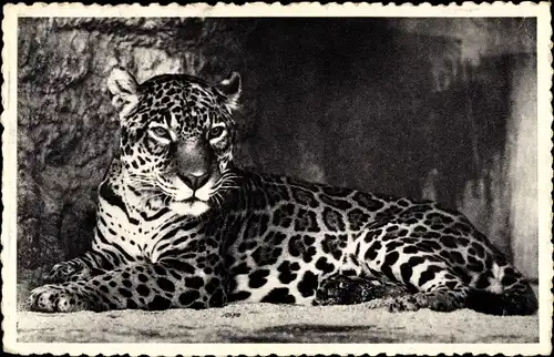 Ak Anvers Antwerpen Flandern, Jardin Zoolique, Jaguar