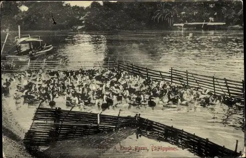 Ak Philippinen, Duck Farm, Entenzucht