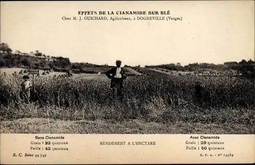 Ak Dogneville Lothringen Vosges, Effets de la Cianamide Sur Blé, J. Guichard