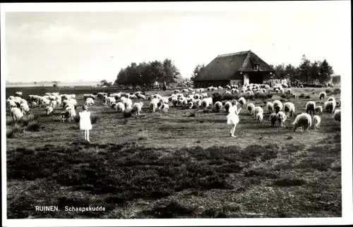 Ak Ruinen Drenthe Niederlande, Schaapskudde, Mädchen, Stichting Het Drentse Heideschaap