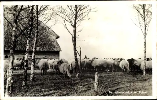 Ak Ruinen Drenthe Niederlande, De schaapskudde, Stichting Het Drentse Heideschaap