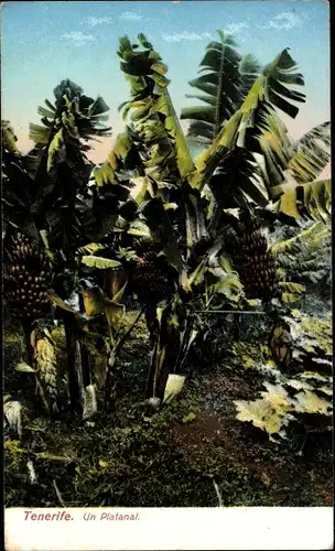 Ak Tenerife Teneriffa Kanarische Inseln, Un Platanal, Bananenpflanzen