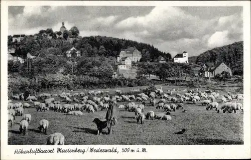 Ak Bad Marienberg im Westerwald, Panorama, Schafherde
