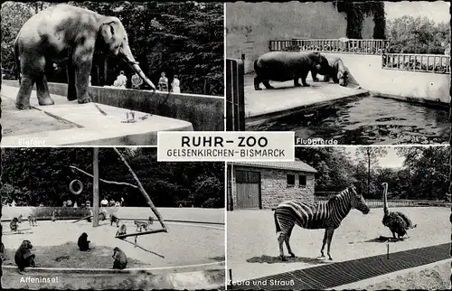 Ak Bismarck Gelsenkirchen im Ruhrgebiet, Ruhr-Zoo, Affeninsel, Elefant, Flußpferde, Zebra, Strauß