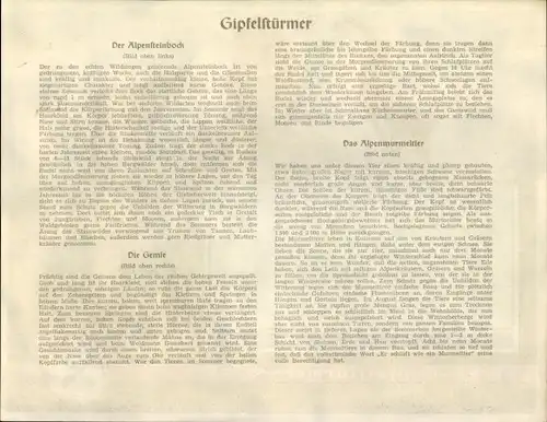 Stundenplan Sparkassen Genossenschaft, Gipfelstürmer Alpensteinbock, Gemse, Murmeltier um 1930