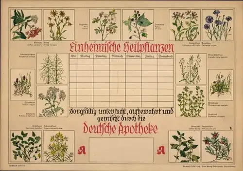 Stundenplan Deutsche Apotheken, Einheimische Heilpflanzen um 1930