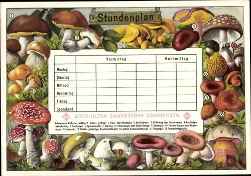 Stundenplan BIOX-Ultra Sauerstoff-Zahnpflege, Pilze, Steinpilz, Rothäubchen um 1960