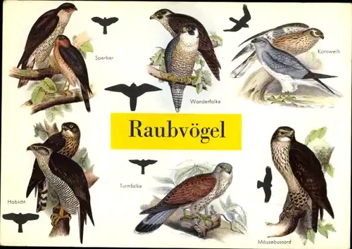 Stundenplan NUGGET Schuhcreme Schuhpflege, Raubvögel, Sperber, Wanderfalke um 1960