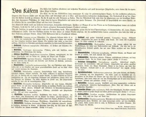 Stundenplan Sparkasse Herzogtum Gotha, Käfer Hirschkäfer Mistkäfer etc. um 1930